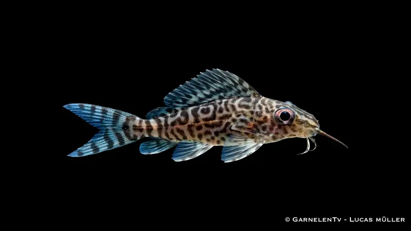 Schmuckflossen-Fiederbartwels - Synodontis eupterus