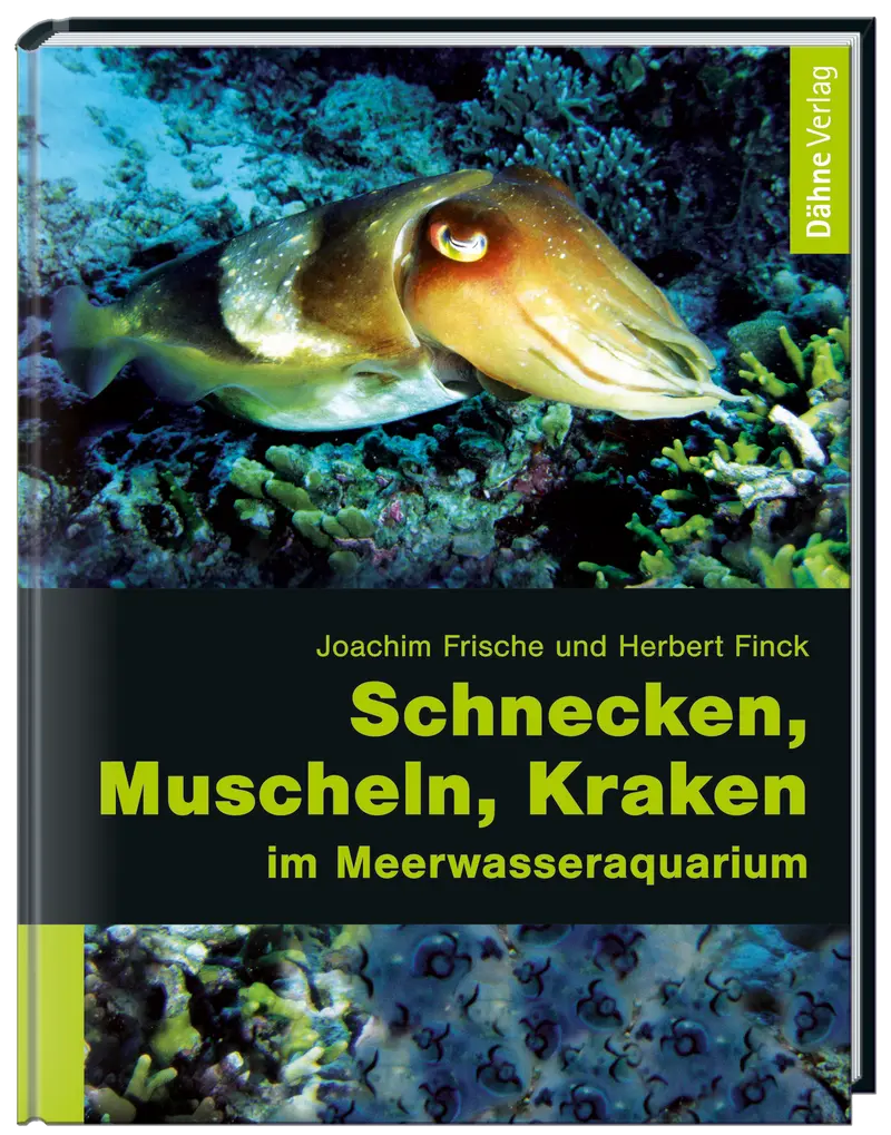 Schnecken, Muscheln, Kraken im Meerwasseraquarium