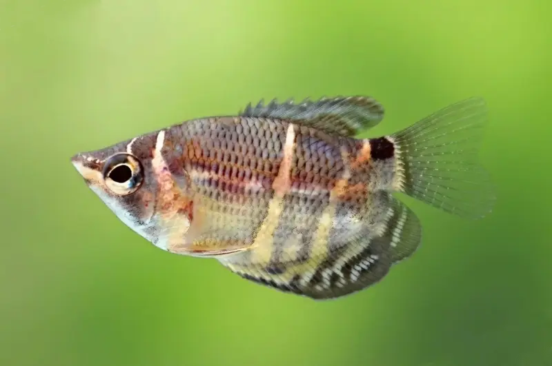 Schokoladengurami – Sphaerichthys osphromenoides