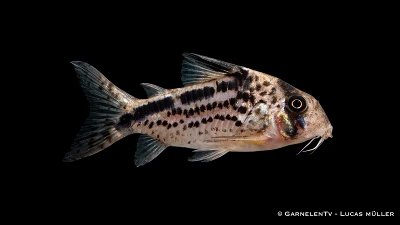Schrägband Panzerwels - Corydoras loxozonus