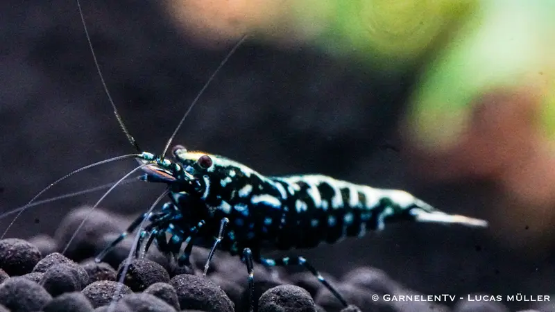 Schwarze Galaxy Fishbone Garnele - Shadow Bee - Caridina sp.