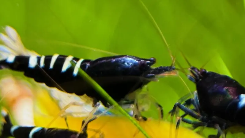 Schwarze Pinto Garnele