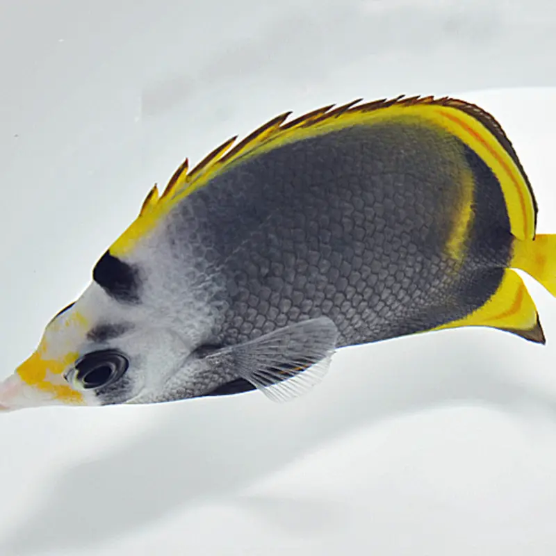 Schwarzer Falterfisch - Chaetodon flavirostris