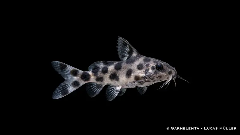 Schwarzer Fiederbartwels - Synodontis nigrita