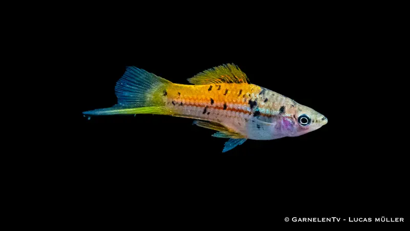 Schwertträger Atoyak - Xiphophorus helleri (DNZ)