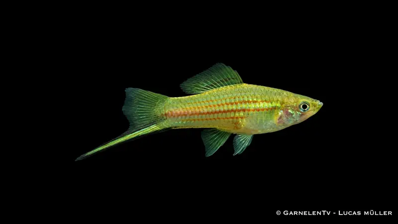 Schwertträger Grün - Xiphophorus helleri