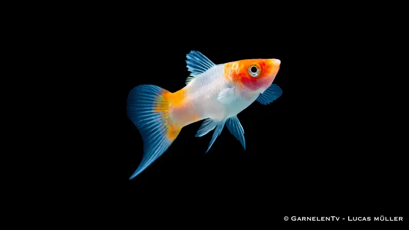 Schwertträger Koi Kohaku - Xiphophorus helleri