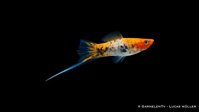 Schwertträger "Koi Sanke" - Xiphophorus helleri