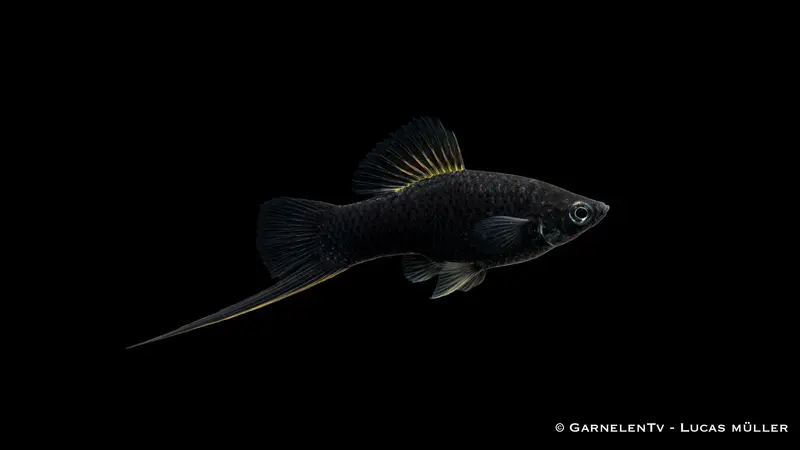 Schwertträger "Schwarz" - Xiphophorus helleri