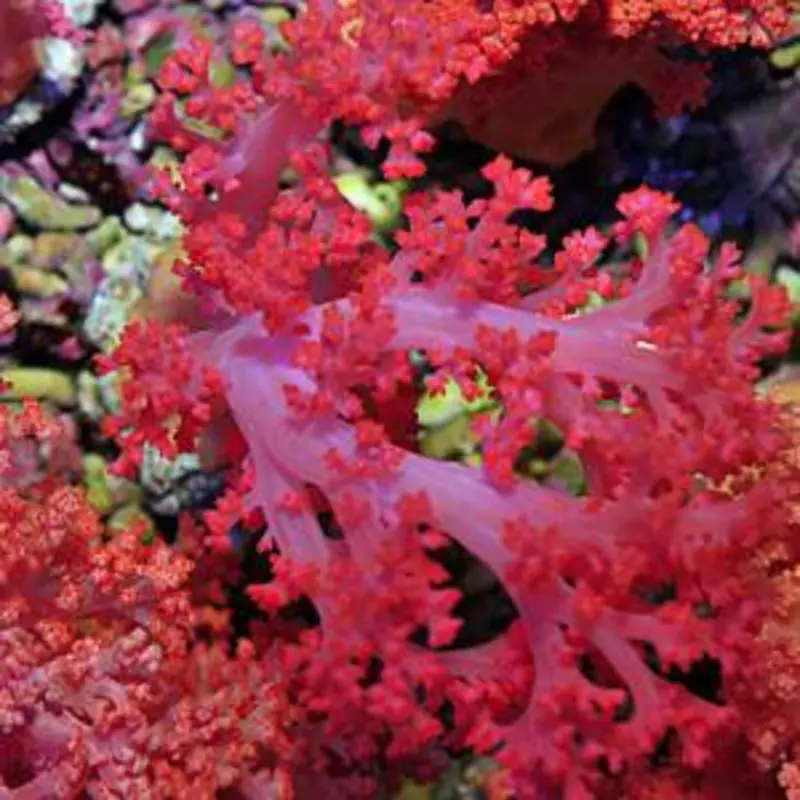 Scleronephthya - Orange Weichkoralle