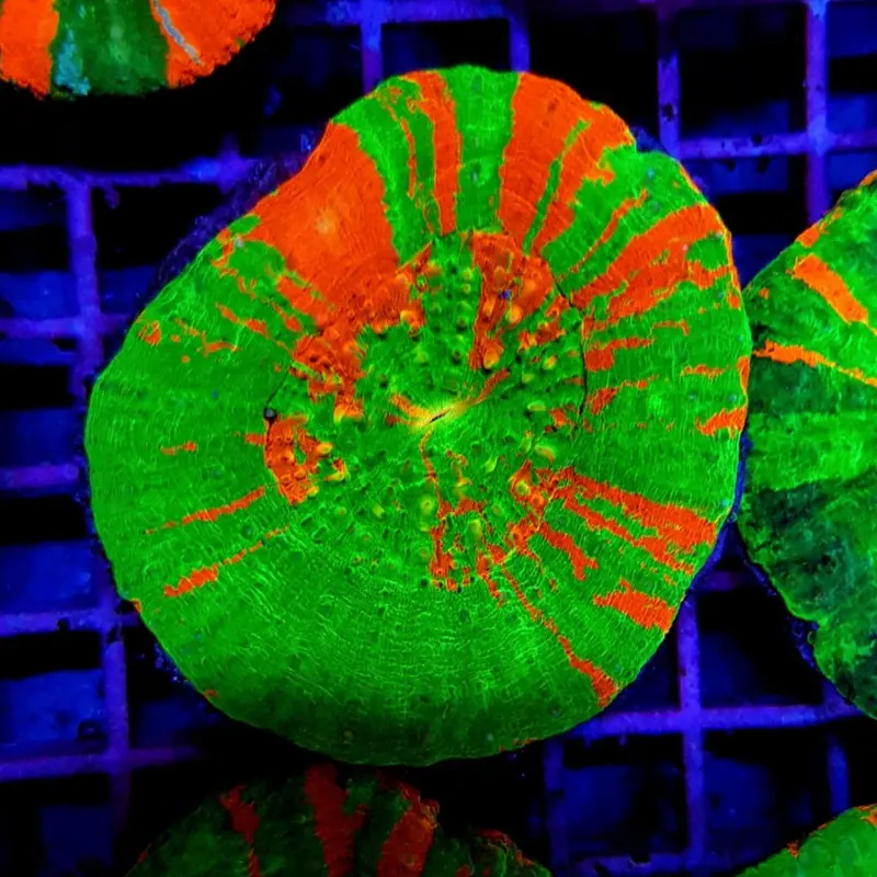 Scolymia australis Bleeding Apple
