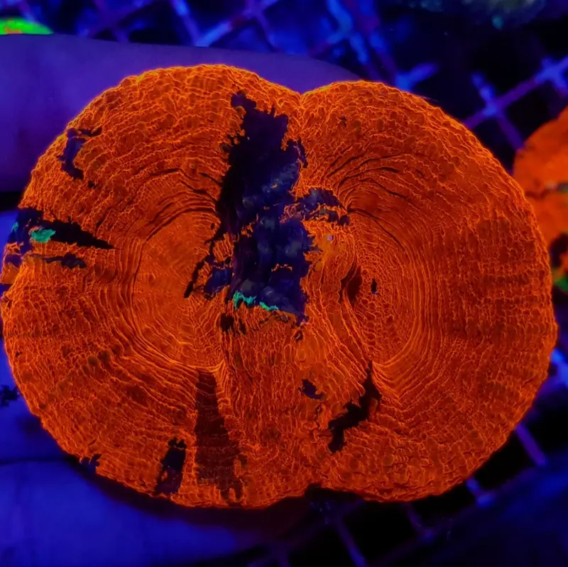 Scolymia australis Doppelkopf