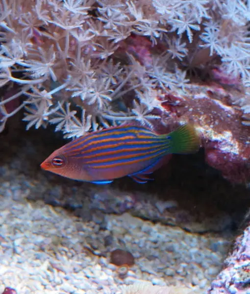 Sechstreifen Lippfisch (Pseudocheilinus hexataenia)