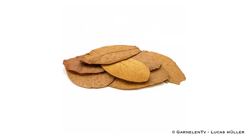 Seemandelbaum Blätter / Catappa Blätter 10 Stück