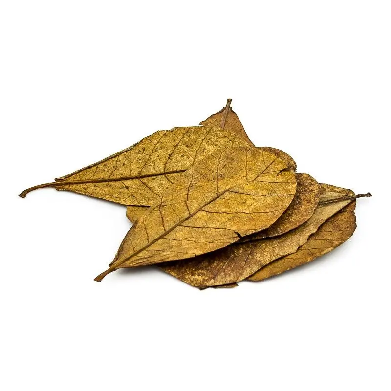 Seemandelbaumblätter 10 Stück Catappa Leaves, 15-25cm