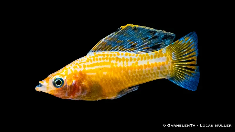 Segelkärpfling Gold - Poecilia velifera
