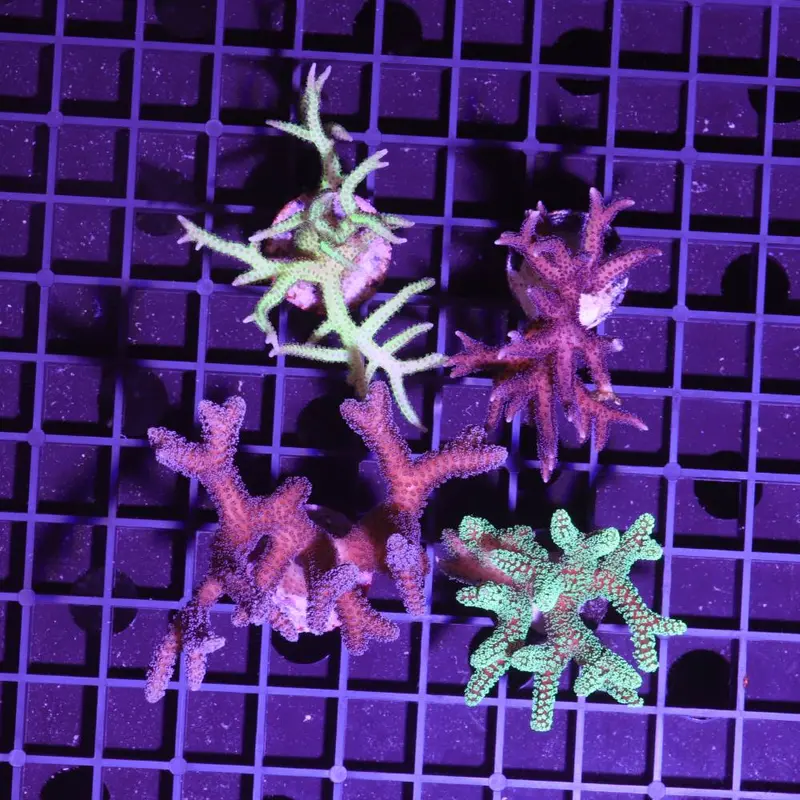 Seriatopora 4er Spar-Paket (caliendrum & hystrix)