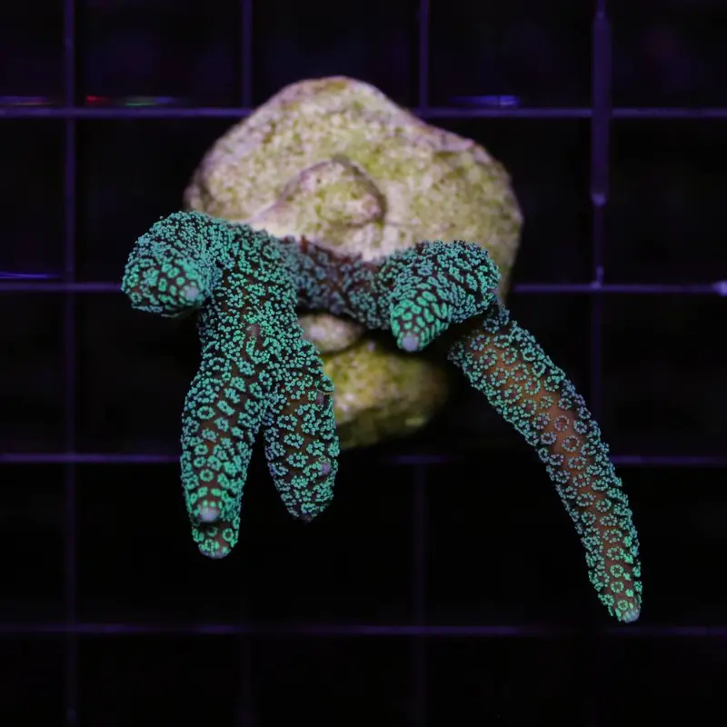 Seriatopora caliendrum Grün