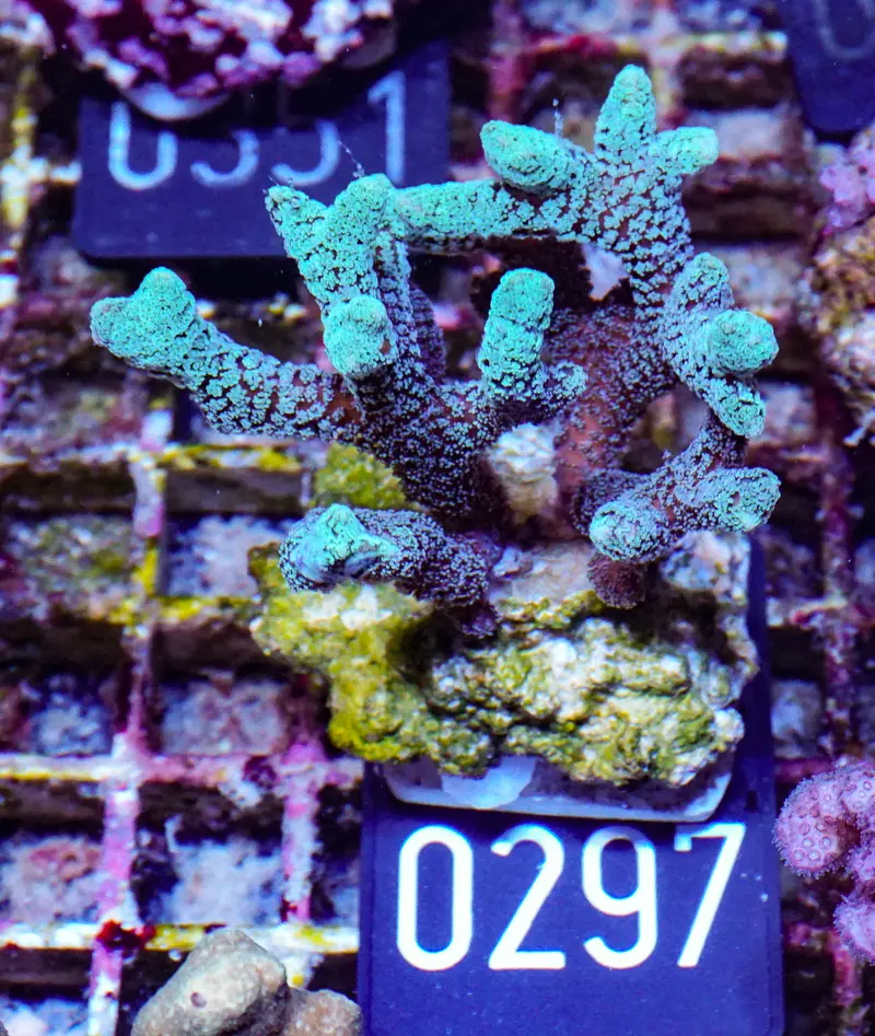 Seriatopora caliendrum "mint"