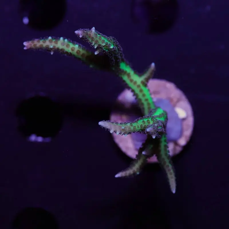 Seriatopora Hystrix Grün M