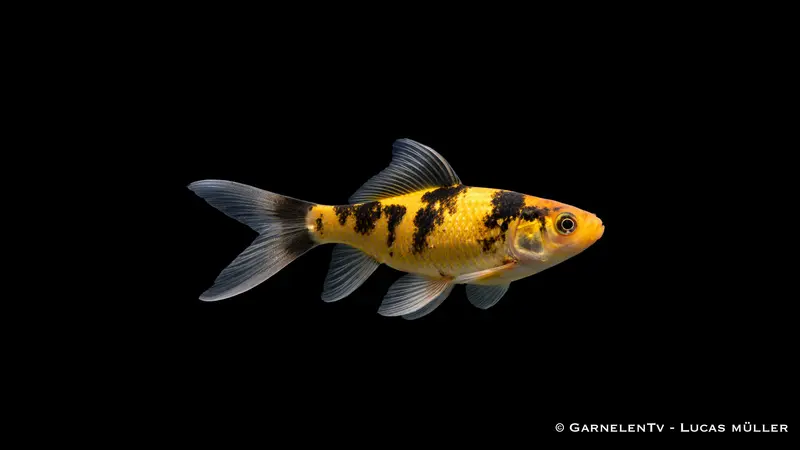 Shubunkin Gelb-Schwarz - Carassius auratus auratus (6-9 cm)