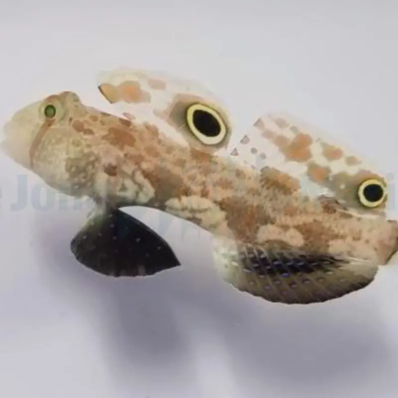 Signigobius biocellatus - Krabbenaugen Baggergrundel