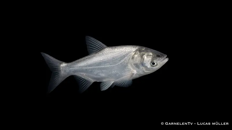 Silberkarpfen - Hypophthalmichthys molitrix