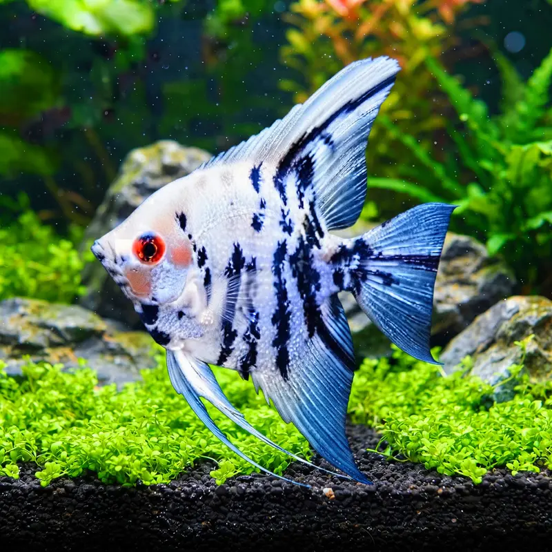 Skalar Marble - Pterophyllum scalare 🌿✨