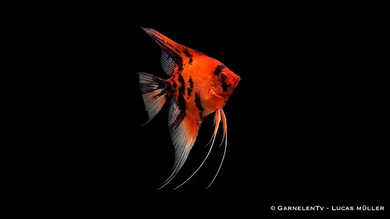 Skalar Red Devil - Pterophyllum scalare