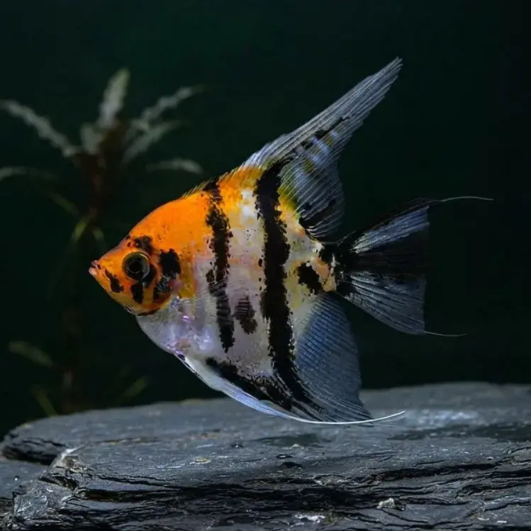 Skalar Red Head Marble - Pterophyllum scalare