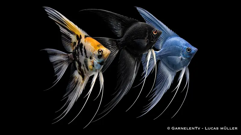 Skalar Schleier mix - Pterophyllum scalare