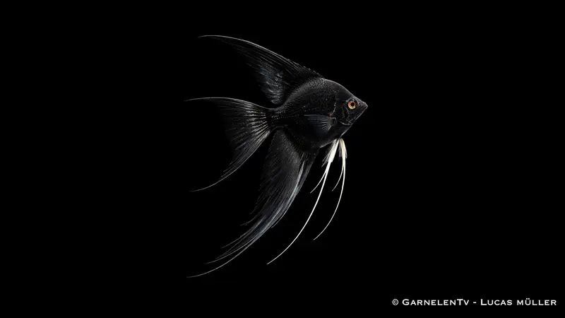 Skalar schwarz schleier - Pterophyllum scalare