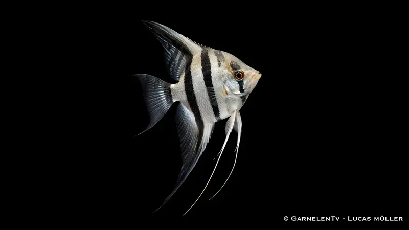 Skalar Zebra - Pterophyllum scalare