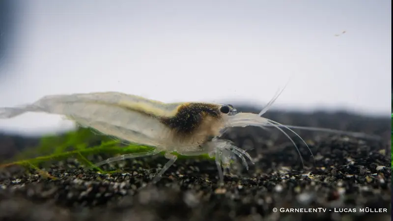 Snow Amanogarnele - Caridina multidentata var. "snow"