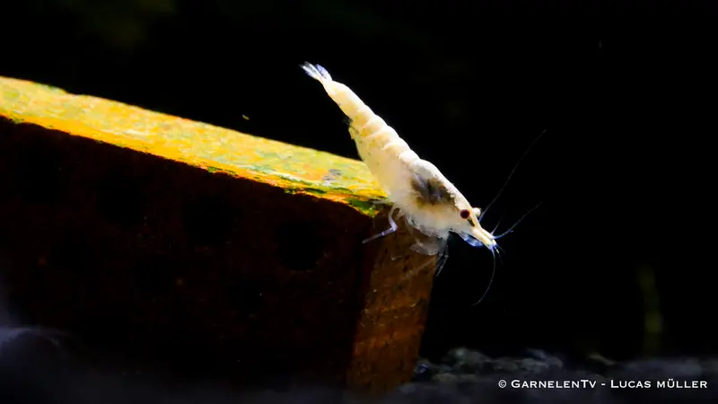 Snowstorm Zwerggarnele - Neocaridina palmata