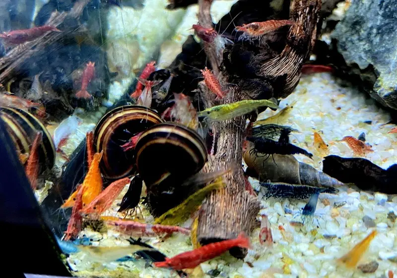 SONDERPREIS - Garnelen MIX - Neocaridina davidi 'Farb-Mix'