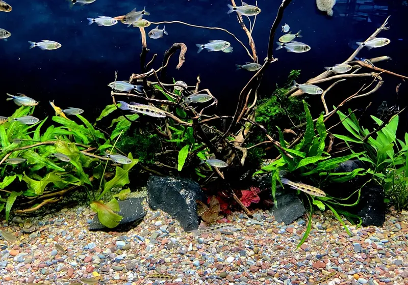 SONDERPREIS Naturkiesmischung Amazonas (1-8 mm) 15kg