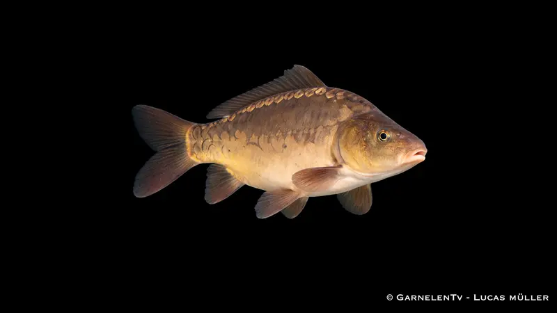 Spiegelkarpfen - Cyprinus carpio (10 -15 cm)