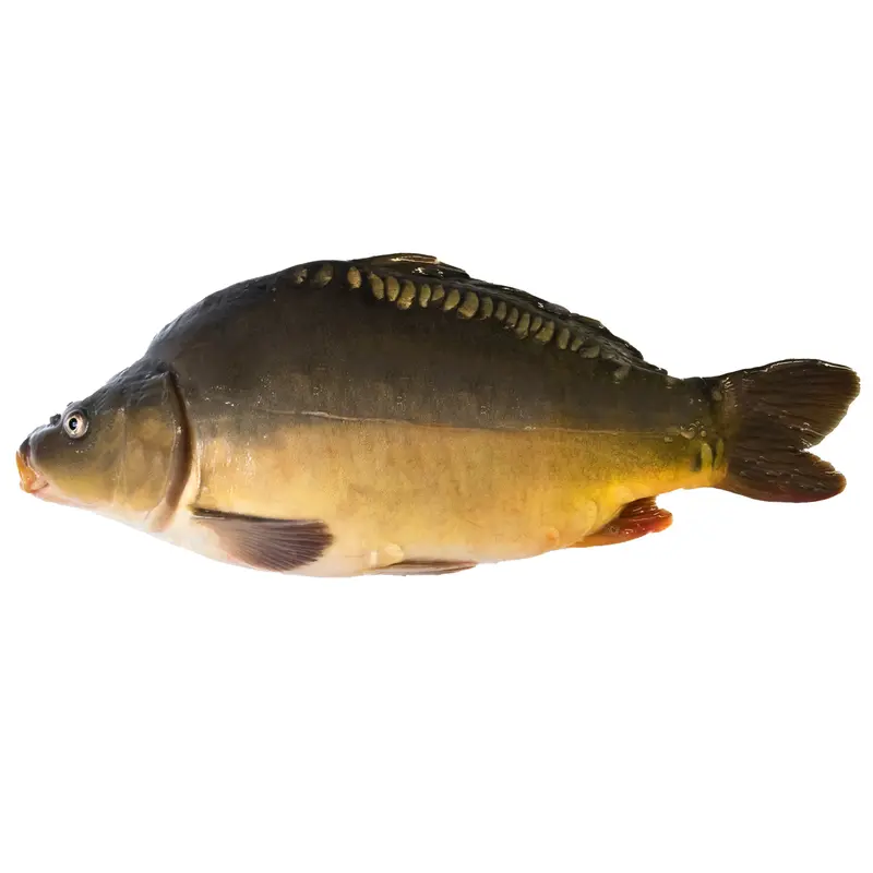 Spiegelkarpfen (geräuchert) und filetiert