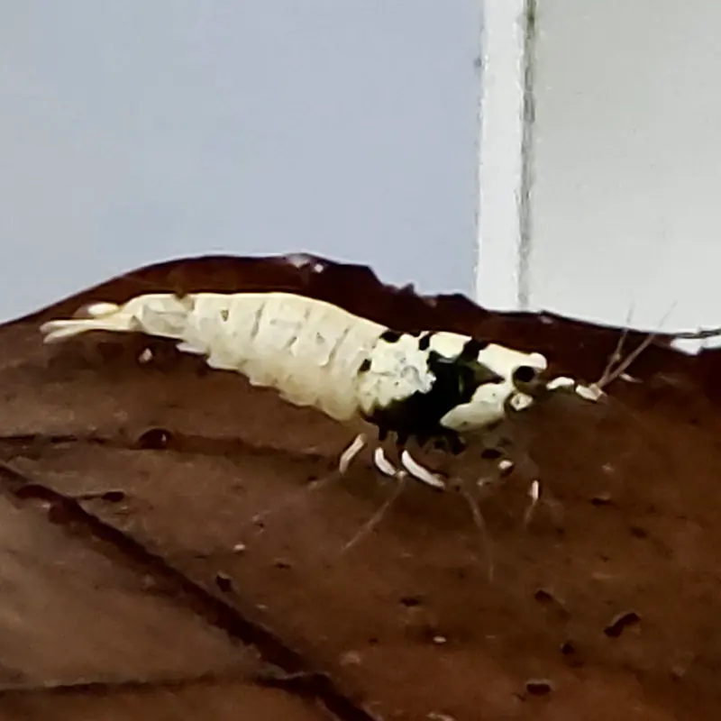 Spotted Head Bee - Caridina