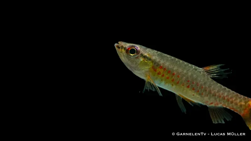 Spritzsalmler - Copella arnoldi
