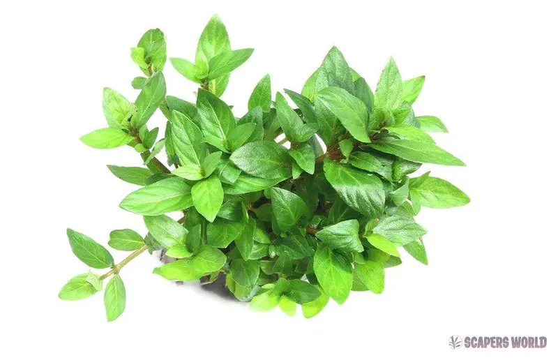 Staurogyne repens - in vitro cup