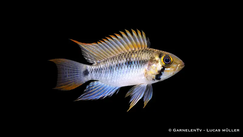 Steindachners Zwergbuntbarsch - Apistogramma steindachneri
