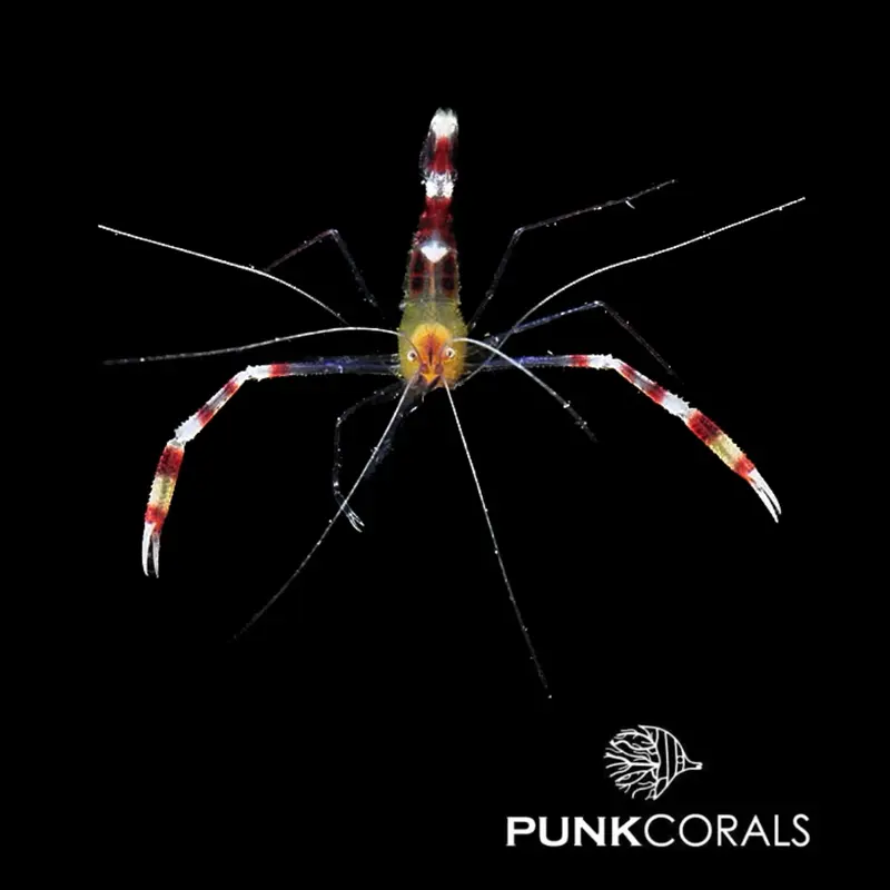 Stenopus cyanoscelis Blaubein-Scherengarnele