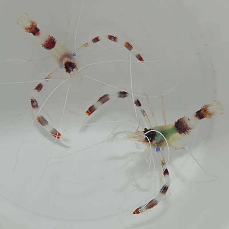 Stenopus hispidus - Scherengarnele