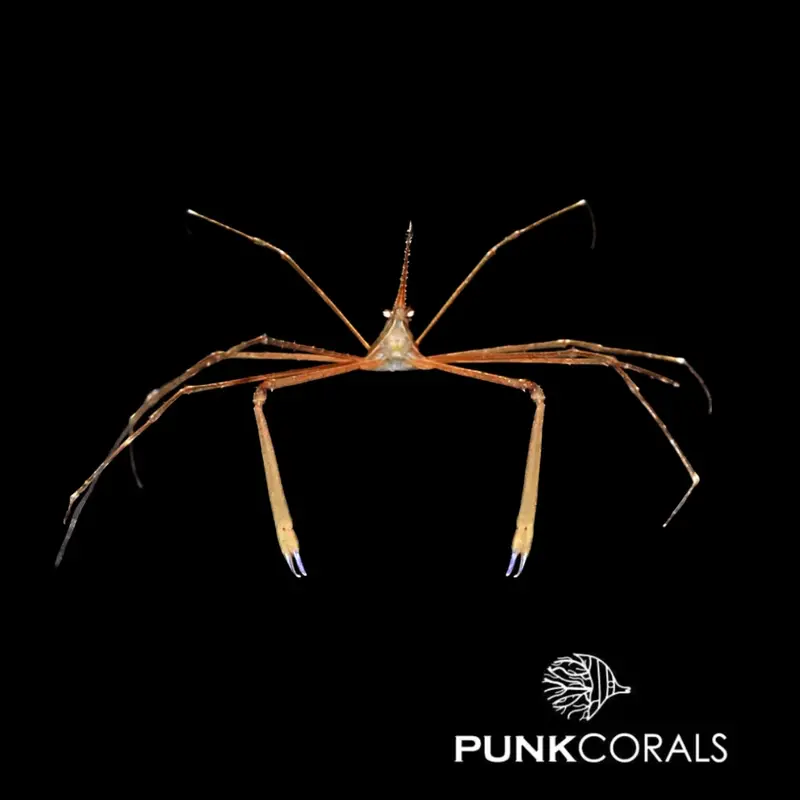 Stenorhynchus seticornis Pfeil-Gespensterkrabbe