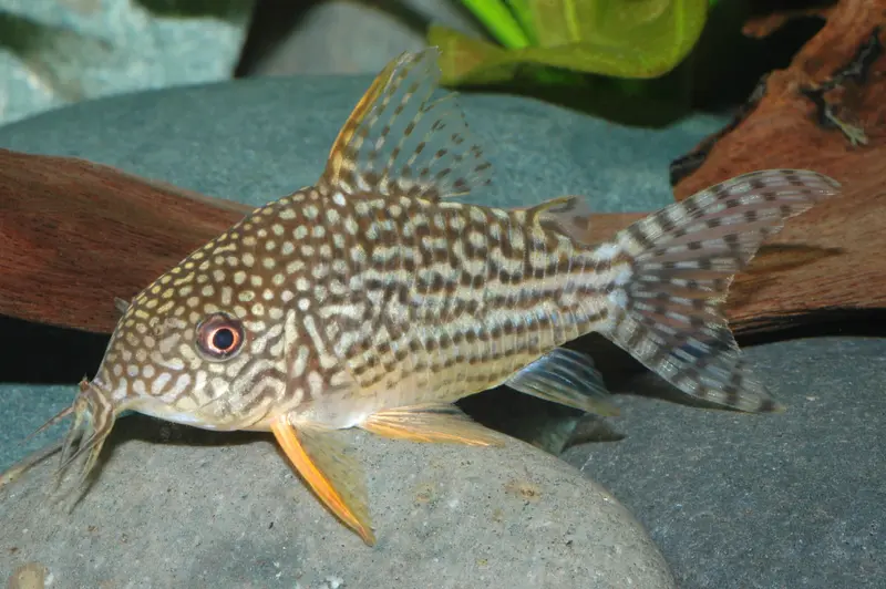 Sterbai Panzerwels – Corydoras sterbai