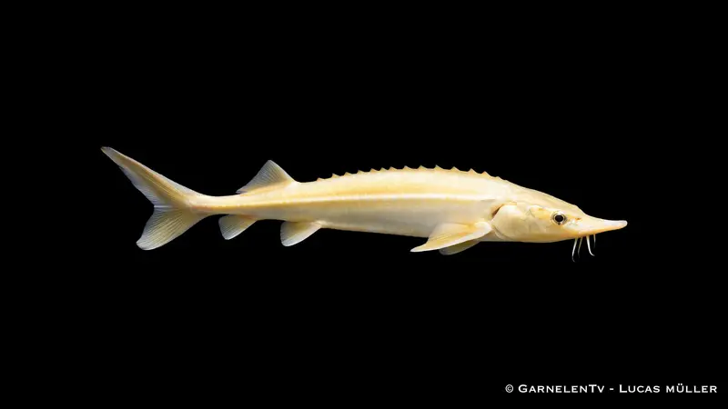 Sterlet Gold - Acipenser ruthenus (20-25 cm)