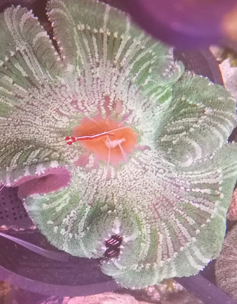 Stichodactyla haddoni – Teppichanemone