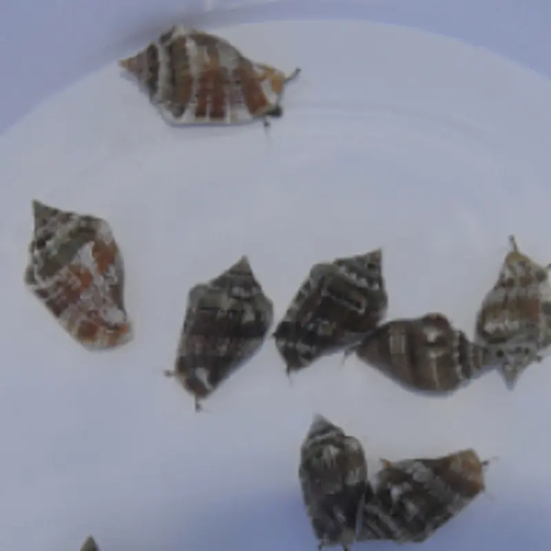 Strombus - Kegelfechter Schnecke